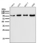 Anti-FoxO3a Rabbit Monoclonal Antibody